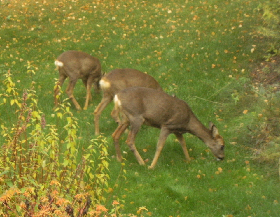 Deers in the garden