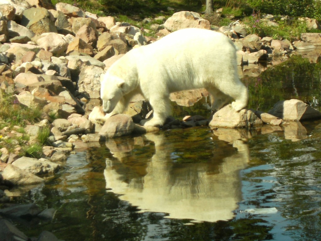 polarbear in Grönklitt - isbjörn i Grönklitt 2011
